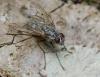 Phaonia fuscata